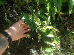 Polystichum oculatum
