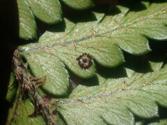 Polystichum oculatum
