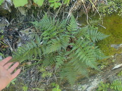 Polystichum oculatum