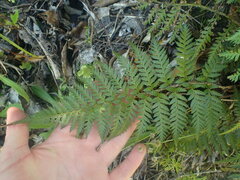 Polystichum oculatum