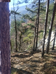Pinus nigra pallasiana