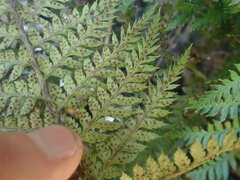 Polystichum oculatum