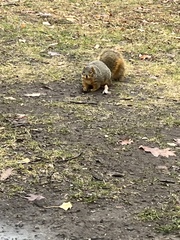 Sciurus niger