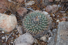 Mammillaria meiacantha
