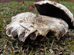 Agaricus deserticola