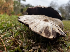 Agaricus deserticola