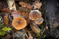 Marasmius plicatulus