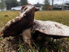 Agaricus deserticola