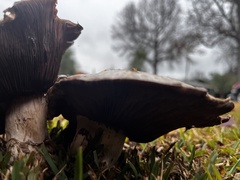 Agaricus deserticola