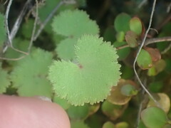 Hydrocotyle moschata