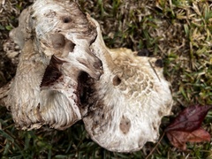 Agaricus deserticola