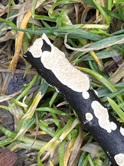 Irpex lacteus
