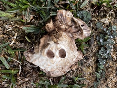 Agaricus deserticola