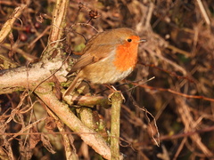 Erithacus rubecula