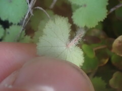 Hydrocotyle moschata