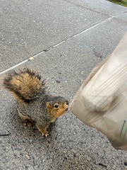 Sciurus niger