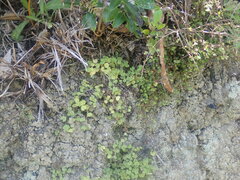 Hydrocotyle moschata