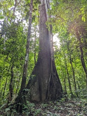Swietenia macrophylla
