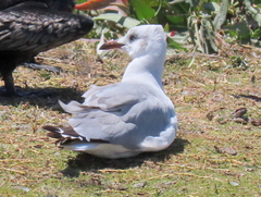 Chroicocephalus cirrocephalus poiocephalus
