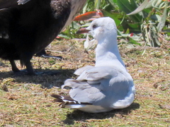 Chroicocephalus cirrocephalus poiocephalus