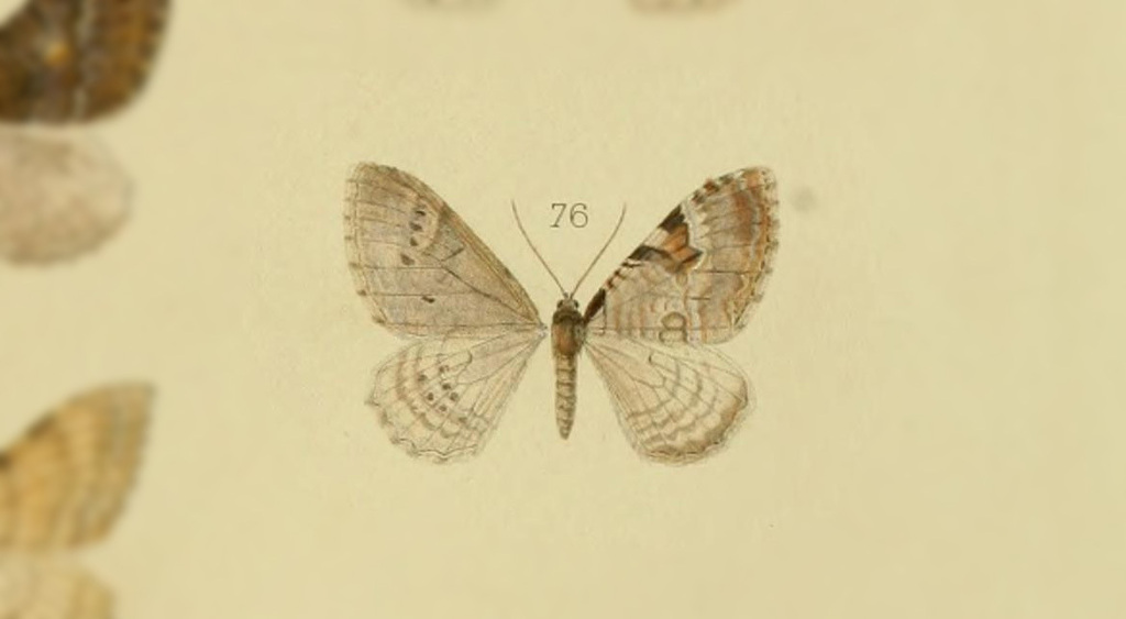 Rheumaptera moniliferaria