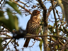 Turdus philomelos clarkei