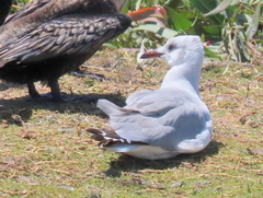 Chroicocephalus cirrocephalus poiocephalus