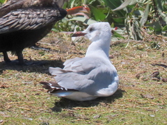 Chroicocephalus cirrocephalus poiocephalus