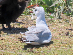 Chroicocephalus cirrocephalus poiocephalus