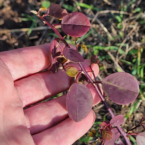 Image of Capparis zoharyi by no rights reserved