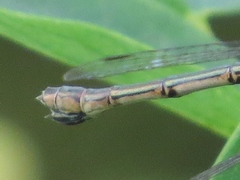 Lestes unguiculatus