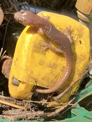 Aneides lugubris