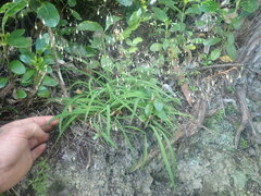 Arthropodium candidum