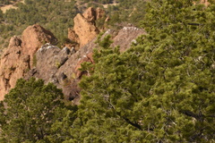 Pinus cembroides cembroides