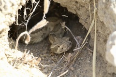 Crotalus oreganus