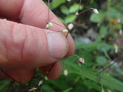 Arthropodium candidum