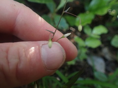 Arthropodium candidum