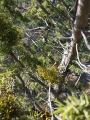 Arceuthobium oxycedri