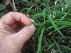 Arthropodium candidum