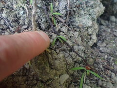 Arthropodium candidum