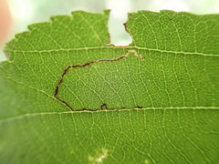 Bucculatrix locuples