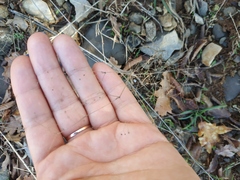 Galium tenuissimum