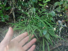 Arthropodium candidum