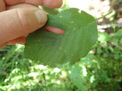 Bucculatrix locuples