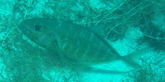 Caranx ruber