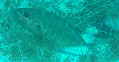 Caranx ruber