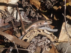 Oligosoma kokowai