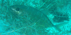 Caranx ruber