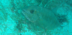 Caranx ruber
