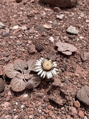 Urmenetea atacamensis